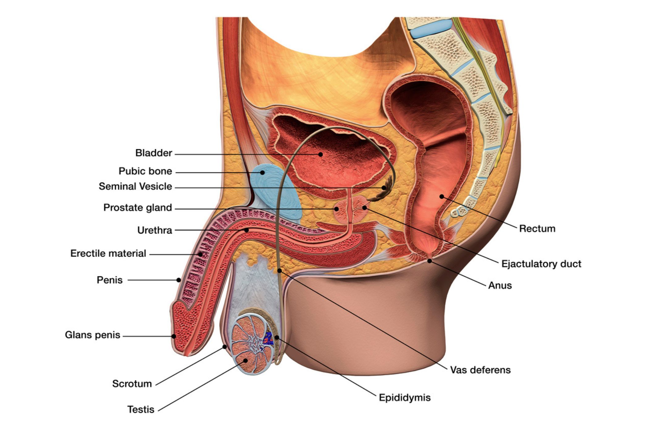 Asia MD_Male Reproductive System